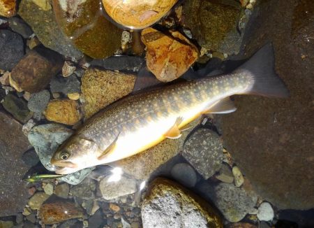 九頭竜川水系でイワナ釣り